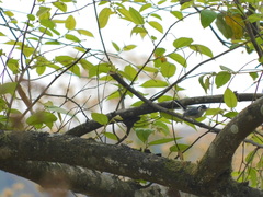 Polioptila bilineata