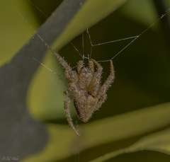 Eriophora edax