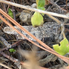 Spharagemon cristatum