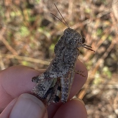 Spharagemon cristatum