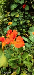 Tropaeolum majus