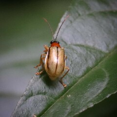 Diabrotica interruptolineata