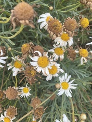 Argyranthemum frutescens