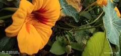 Tropaeolum majus