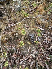Primulaceae