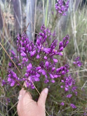 Comesperma retusum