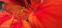 Tropaeolum majus