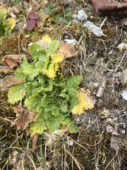 Primulaceae
