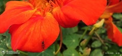 Tropaeolum majus