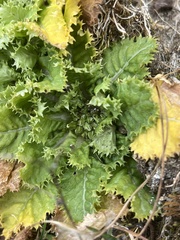 Primulaceae