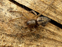 Clubiona corticalis