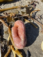 Aplidium