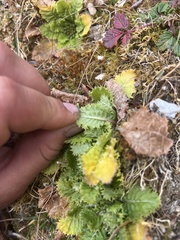 Primulaceae