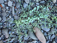 Atriplex prostrata