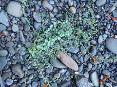 Atriplex prostrata