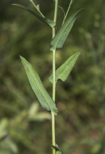 smooth blue aster