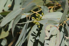 Eucalyptus whitei