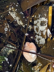 Aplidium