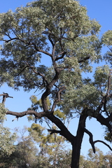 Eucalyptus whitei