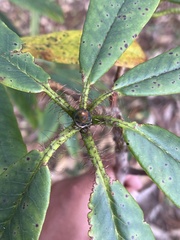 Rhododendron barbatum