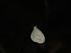 Leptosia nina niobe