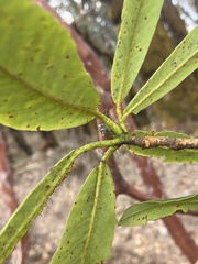 Rhododendron barbatum