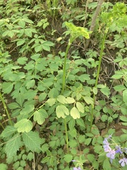 Thalictrum dasycarpum