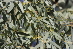 Eucalyptus whitei