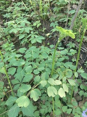 Thalictrum dasycarpum