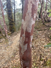 Rhododendron barbatum