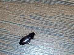 Harpalinae