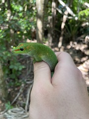 Phelsuma grandis
