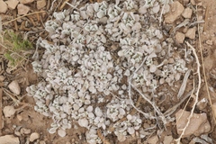 Eriogonum ovalifolium
