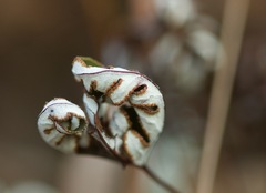 Aleuritopteris argentea