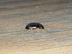 Harpalinae