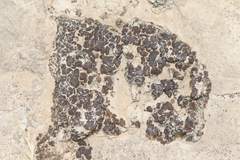 Placidium pilosellum