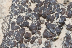 Placidium pilosellum