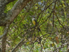 Tyrannus niveigularis