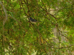 Polioptila bilineata