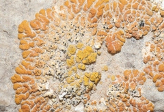 Lichinaceae