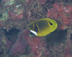 Chaetodon lunula