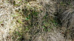 Chiloglottis cornuta