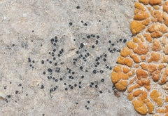 Lichinaceae