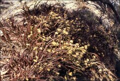 Dendrobium striolatum