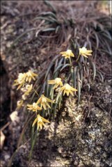 Dendrobium striolatum