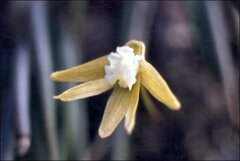 Dendrobium striolatum