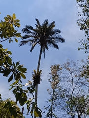 Arecaceae