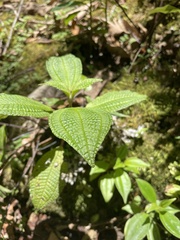 Miconia crenata