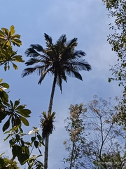 Arecaceae