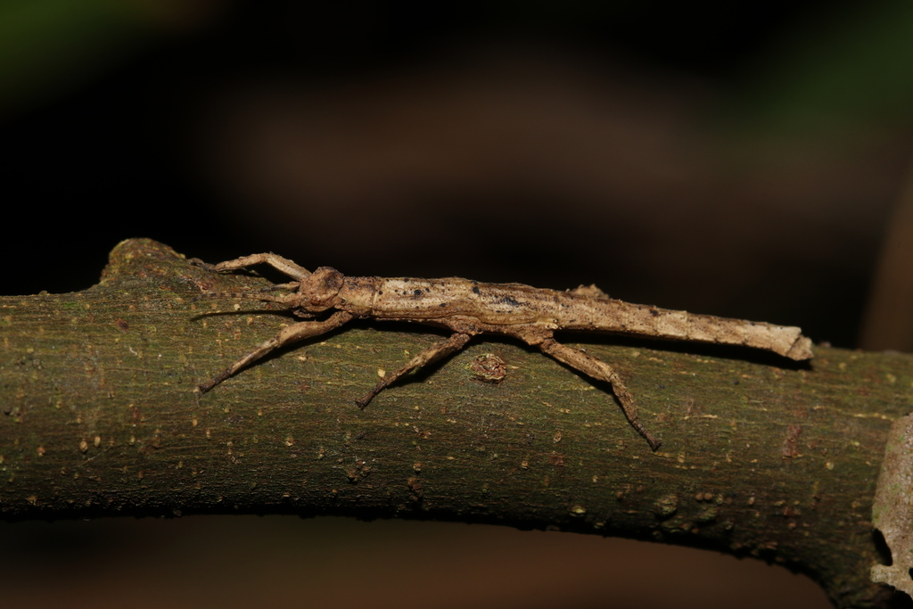 Orestes shirakii